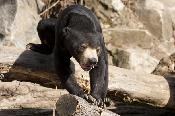 Sun Bear