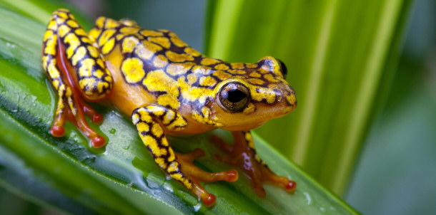 Yellow Poison Dart Frog