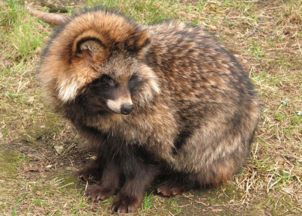 Raccoon Dog