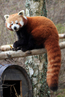 Red Panda