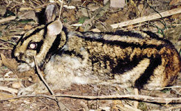 Rare Striped Rabbit