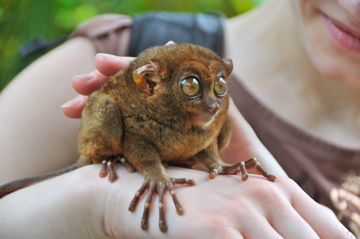 http://www.yurtopic.com/science/nature/images/forest/Tarsier--smallest-primate-lrg.jpg