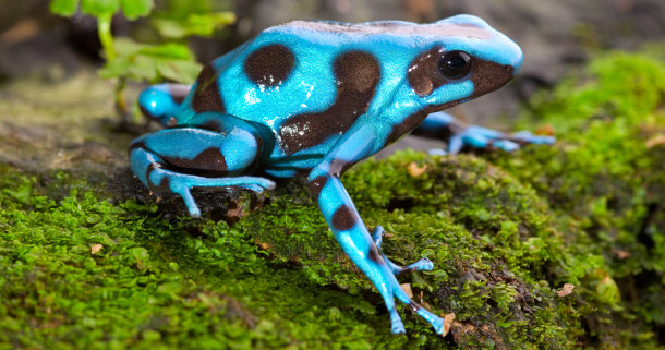 Blue Poison Dart Frog