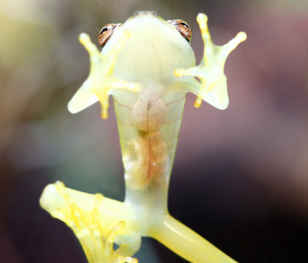 The Glass Frog