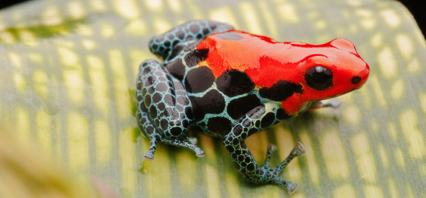 Red Poison Frog