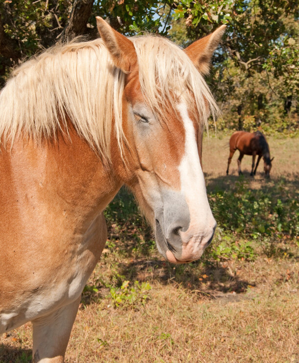 Sometimes Horses Sleep While Standing, Most of the Time They Lay Down