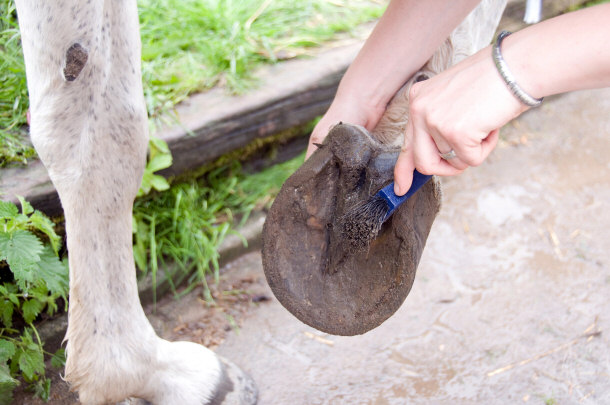 Caring for Horses Takes A Lot of Work