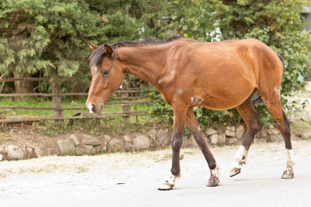 Medical Care is Available for Horses