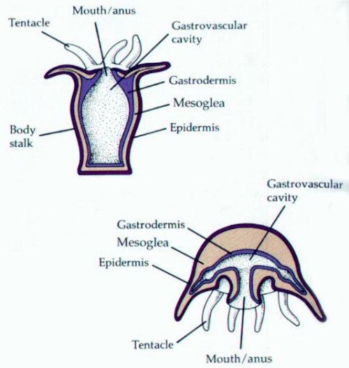 Anatomy of Phylum Cnidaria