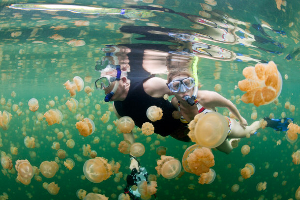 jellyfish lake