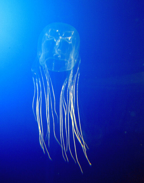 Sea Wasp Jellyfish Box Jellyfish
