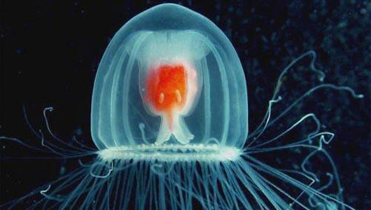 Immortal Jellyfish?