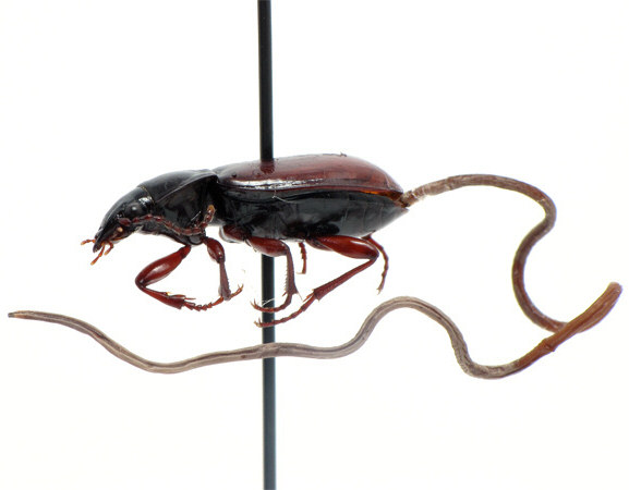 Mind Control Beetle