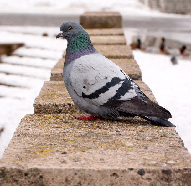 Superstitious Pigeon