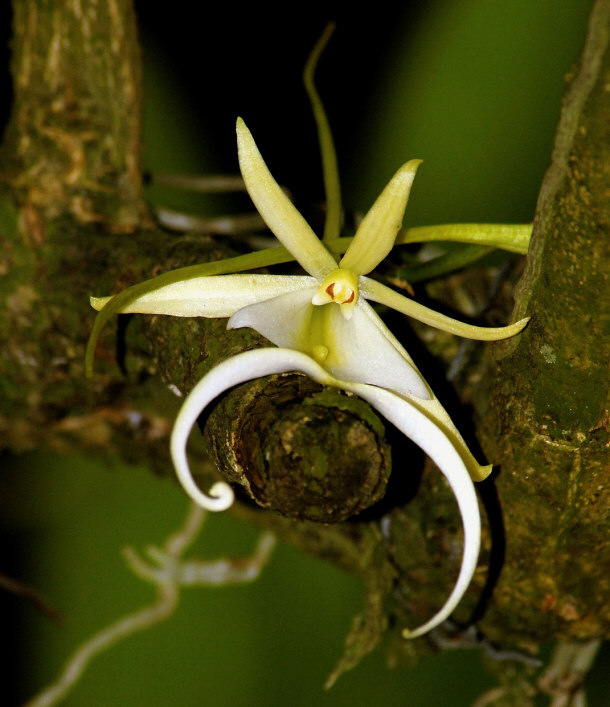 Epipogium aphyllum (Ghost Orchid)