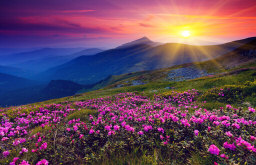 beautiful rare flowers purple by mountainside