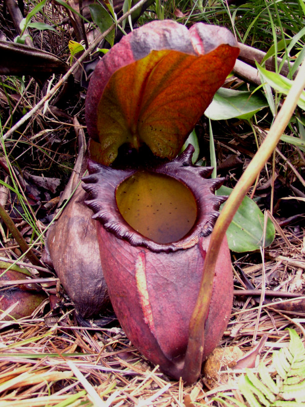 Top 14 of the World�s Rarest Flowers