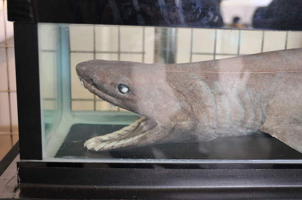 Frilled Shark Head Chlamydoselachus anguineus