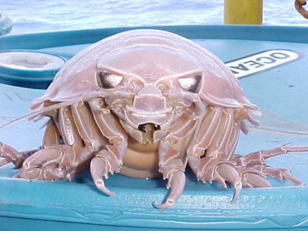 Giant Isopod - Bathynomus giganteus