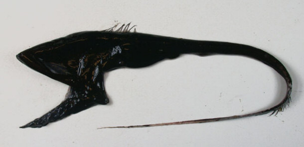 Gulper Eel - Eurpharynx pelecanoides