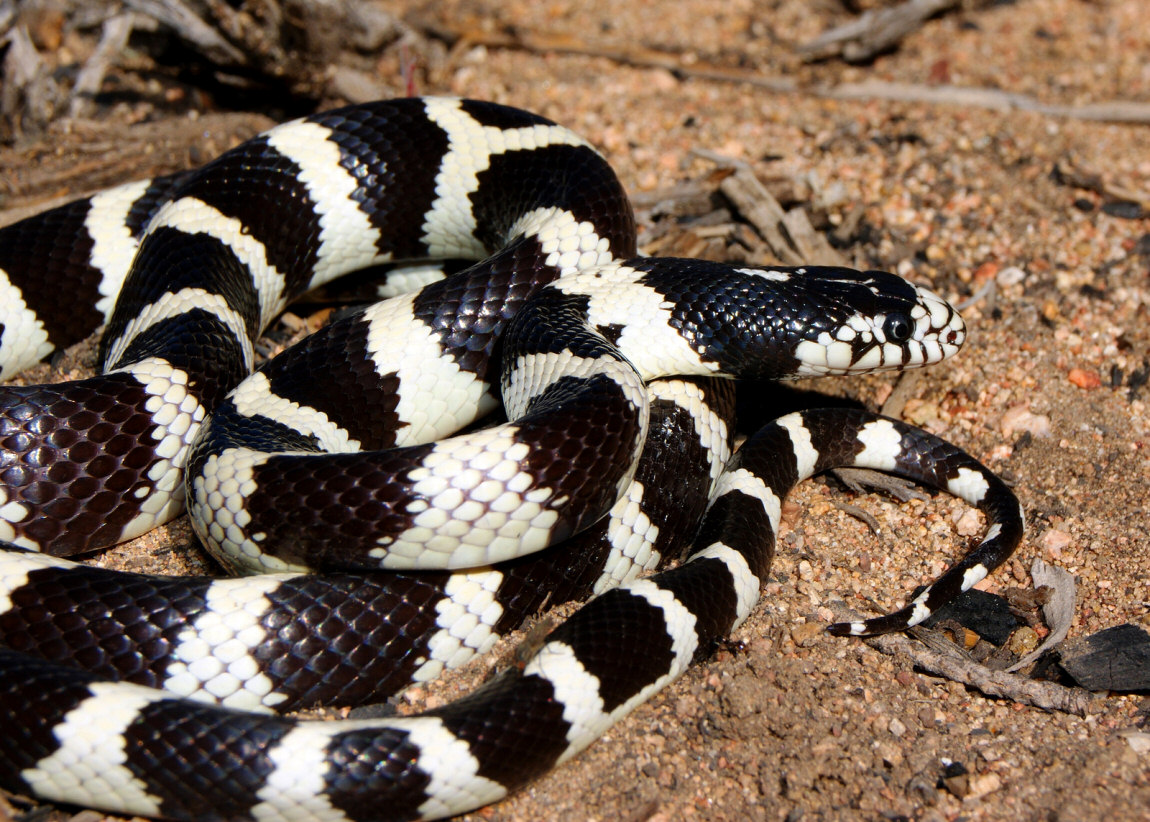 Top 15 Myths About Snakes