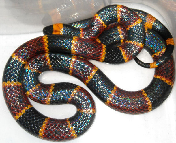 Eastern Coral Snake