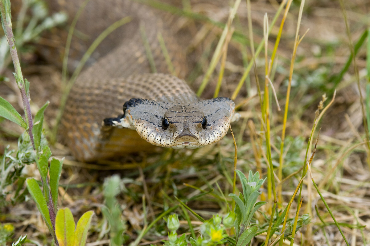 Top 15 Myths About Snakes