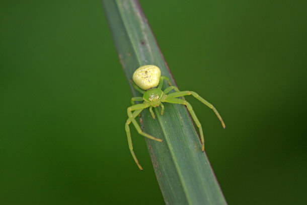 Crab Spider