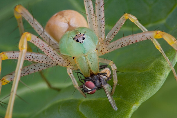 Lynx Spider Capturing Fly