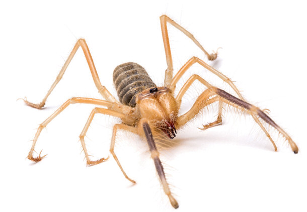 Camel Spider