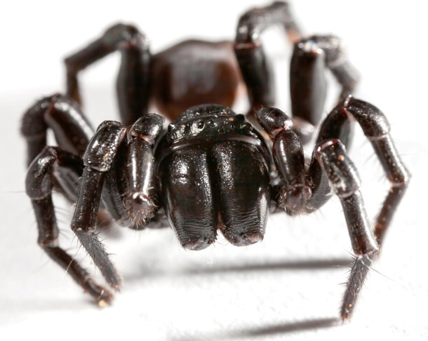 Funnel Web Spider