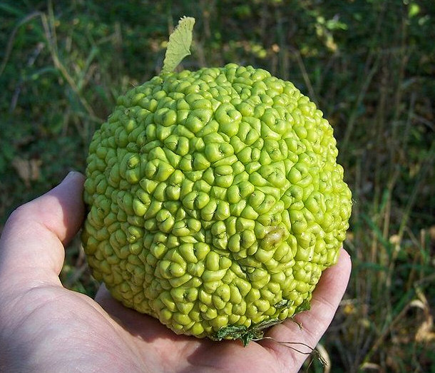 Hedge Apple