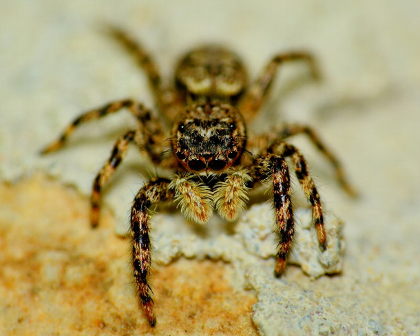 Jumping Spider