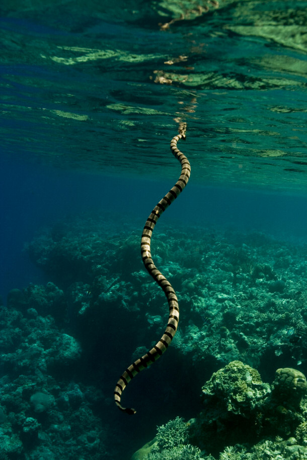 Belcher's Sea Snake