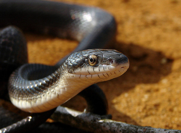 Black Mamba Snake