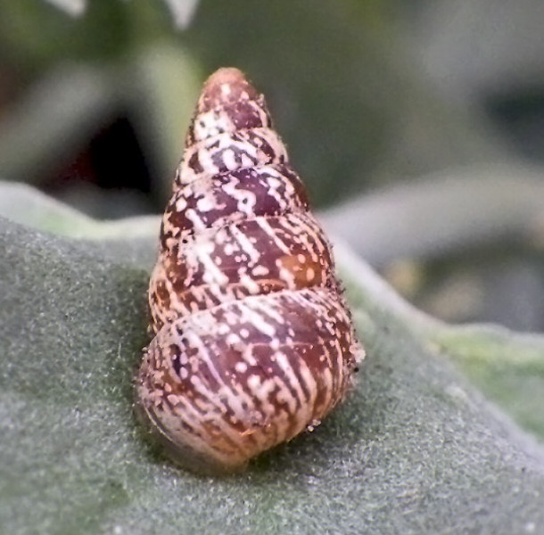 Cone Snail