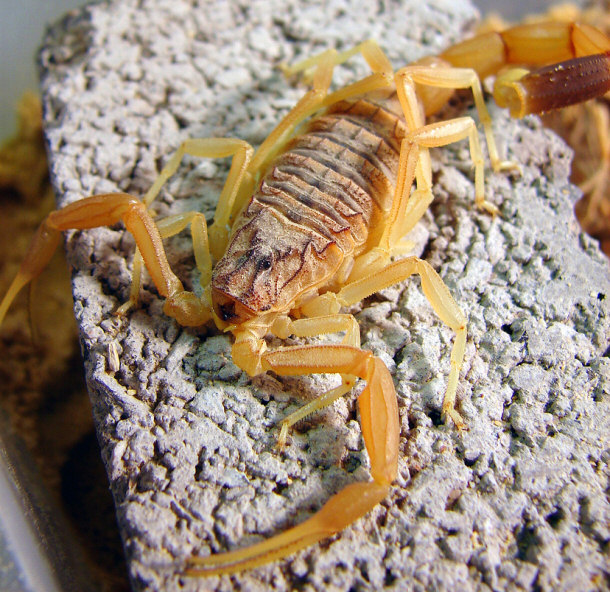 Deathstalker Scorpion