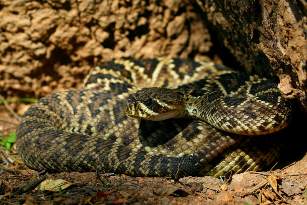 Eastern Diamondback rattler