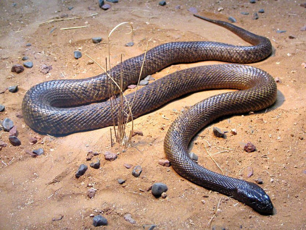 The Inland Taipan