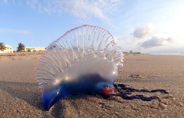 Portuguese Man o' War