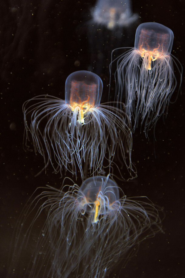 A School of Box Jelly Fish