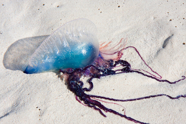 bluebottle