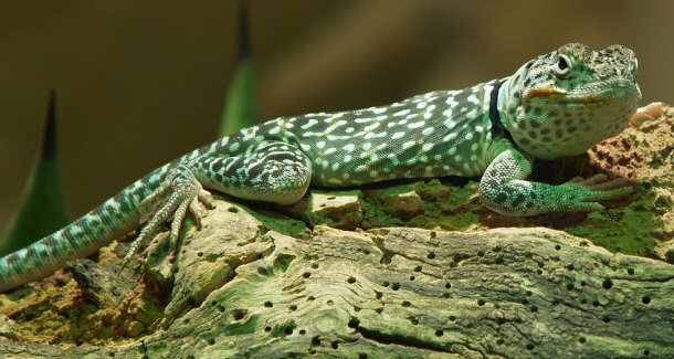 The Beaded Lizard