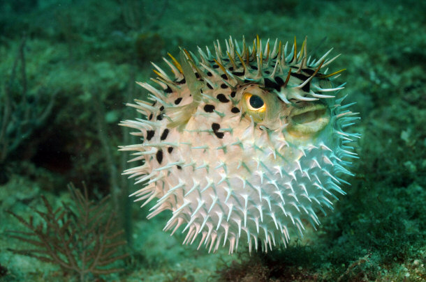 Puffer Fish