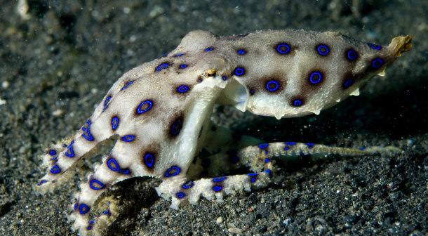 Blue Ringed Octopus