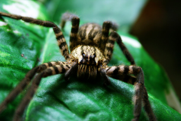 Brazilian Wandering Spider