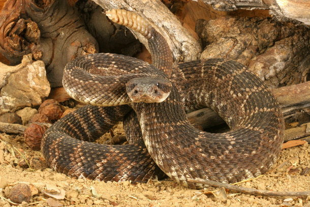 Southern Pacific Rattlesnake