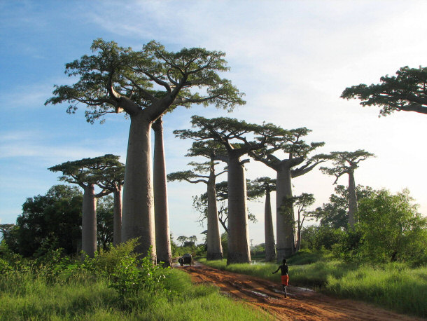 Teapot Baobab Trees