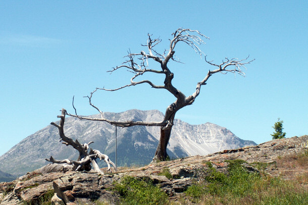 The Burmis Tree in Alberta, Canada