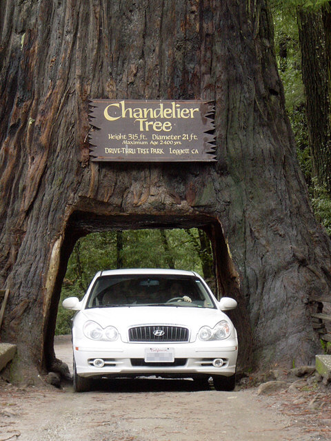 Chandelier Tree tunnel with car passing thru